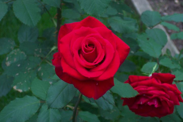 C_M 008.jpg